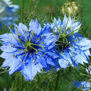 400+ "Love in a Mist" Blue Nigella Flower Seeds
