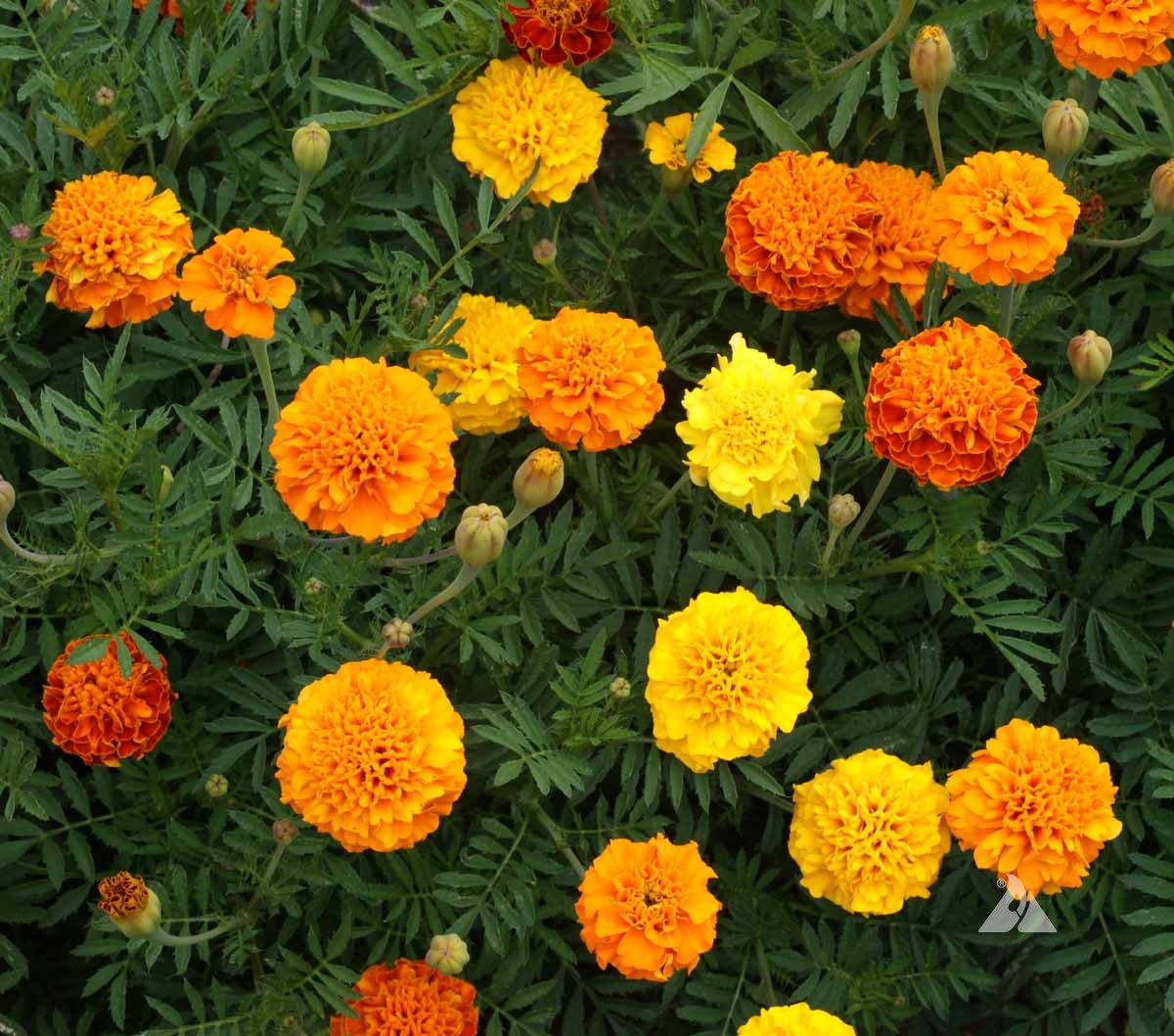 dwarf marigold seeds 300 Dwarf French Marigold Flower Seeds