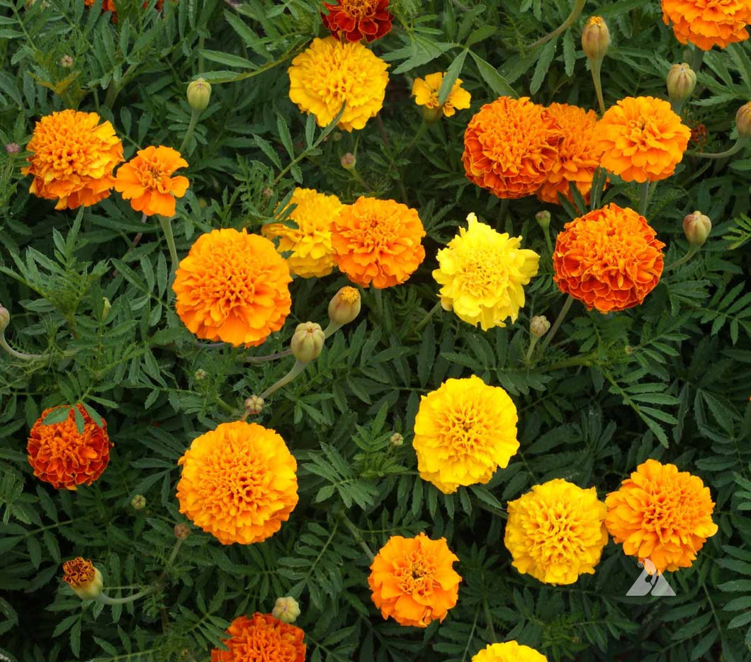 200 Dwarf French Marigold Flower Seeds