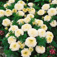 Load image into Gallery viewer, 50 Eskimo White African Marigold Flower Seeds
