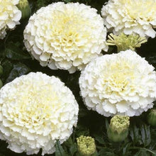 Load image into Gallery viewer, 50 Eskimo White African Marigold Flower Seeds
