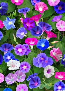 50 Mixed Color Morning Glory Flower Seeds