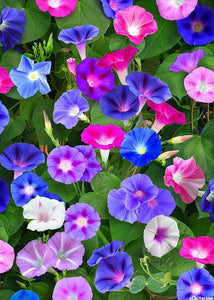 morning glory flower from seed 50 Mixed Color Morning Glory Flower Seeds – New Hill Farms