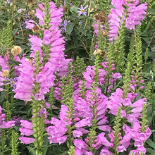 Load image into Gallery viewer, 50 Dwarf Obedient Plant Flower Seeds

