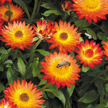 Load image into Gallery viewer, 100 Orange Strawflower Flower Seeds
