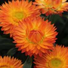 Load image into Gallery viewer, 100 Orange Strawflower Flower Seeds
