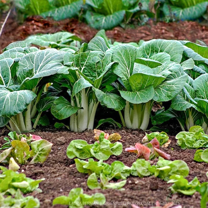 plant bok choy seeds 100 Organic White Stem Pak Choy / Bok Choy Vegetable Seeds