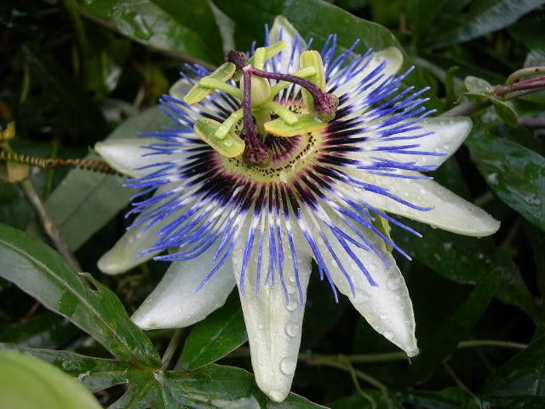 where are the seeds in a passion flower plant 25 Passion Flower Vine Seeds