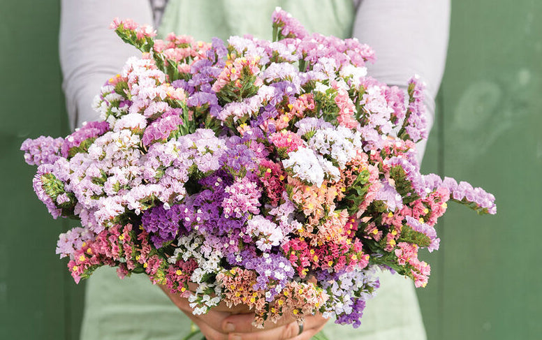 pastel flower seeds 50 Pastel Mix Statice Flower Seeds