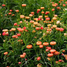 Load image into Gallery viewer, 100 Peach Apricot Strawflower Flower Seeds
