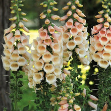 Load image into Gallery viewer, 200 &quot;Peach Surprise&quot; Foxglove Flower Seeds
