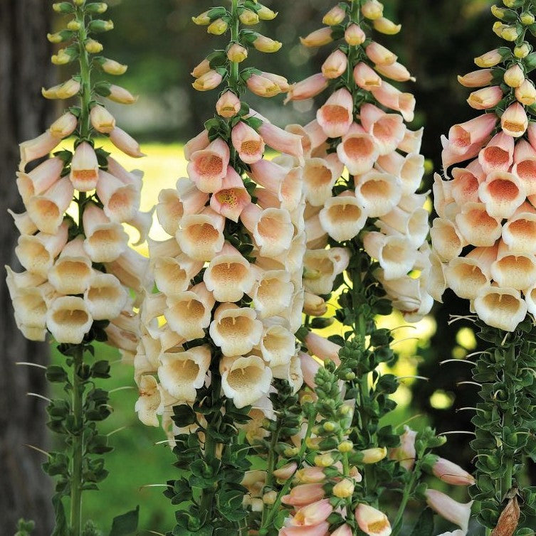 where are the seeds on a foxglove plant 200 "Peach Surprise" Foxglove Flower Seeds – New Hill Farms