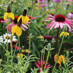 1000+ Perennial Flower Seed Mix