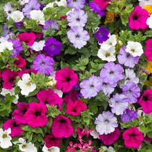 Load image into Gallery viewer, 1000+ Dwarf Petunia Flower Seeds
