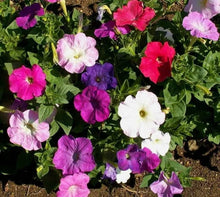 Load image into Gallery viewer, 1000+ Dwarf Petunia Flower Seeds
