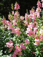 Load image into Gallery viewer, 100 Rocket Pink Snapdragon Flower Seeds
