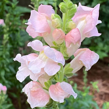 Load image into Gallery viewer, 100 Rocket Pink Snapdragon Flower Seeds
