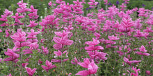 Load image into Gallery viewer, 100 &quot;Pink Sundae&quot; Clary Sage / Pink Sundae Salvia Flower Seeds

