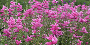 100 "Pink Sundae" Clary Sage / Pink Sundae Salvia Flower Seeds
