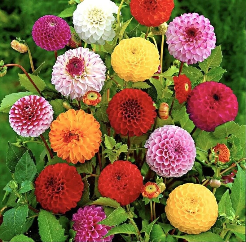pompon dahlia seeds 40 Pompon Dahlia Flower Seeds