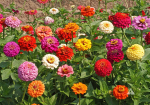 100 Mid-Sized Zinnia Pumila "Cut and Come Again" Flower Seeds
