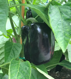 20 Organic "Purple Beauty" Bell Pepper Vegetable Seeds