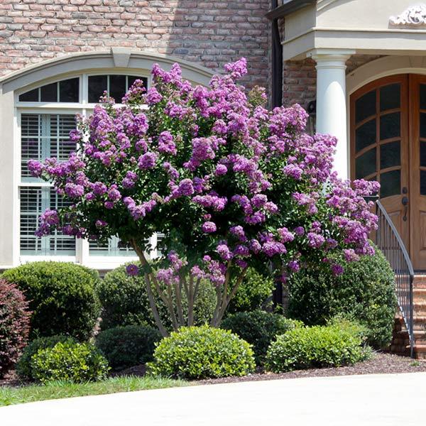 25 Purple Catawba Crepe Myrtle Tree Seeds