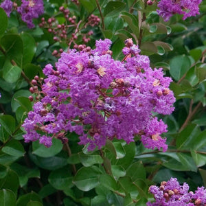 25 Purple Catawba Crepe Myrtle Tree Seeds