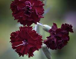 100 Dark Purple French Carnation Flower Seeds
