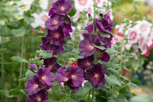 Load image into Gallery viewer, 10 &quot;Purple Rain&quot; Perennial Hollyhock Flower Seeds
