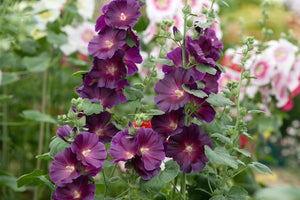 10 "Purple Rain" Perennial Hollyhock Flower Seeds
