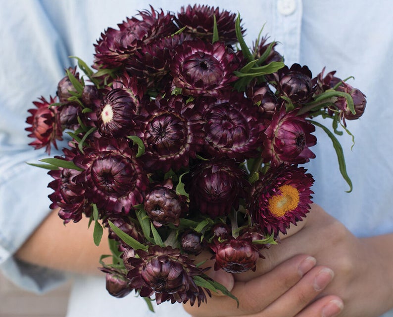 Copper Red - Strawflower Seed