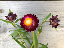 Load image into Gallery viewer, 100 Purple Red Strawflower Flower Seeds
