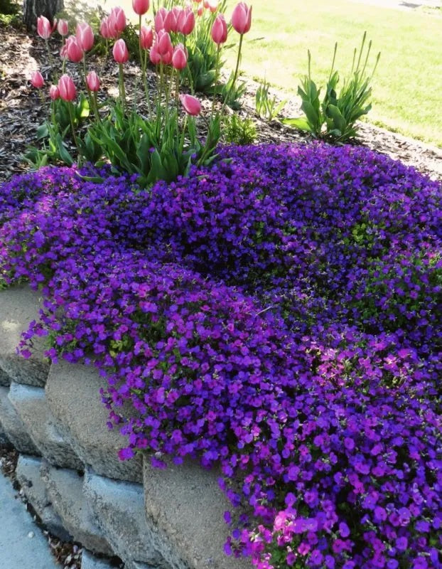 rock cress flower seeds 250+ Purple Rockcress Flower Seeds