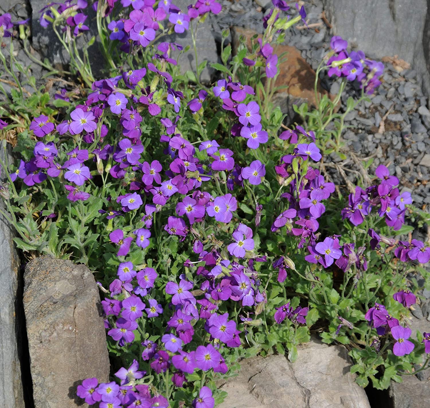 rock cress flower seeds 250+ Purple Rockcress Flower Seeds