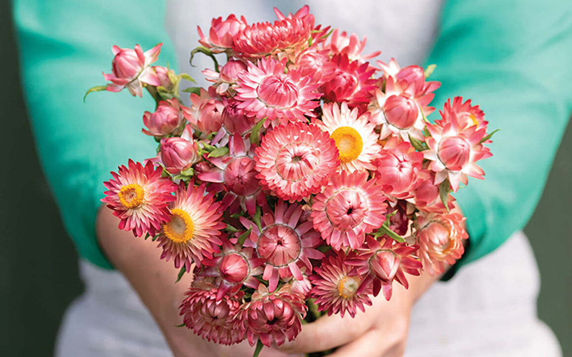 Cut Flowers for Farm Production: Strawflower “Raspberry Rose”