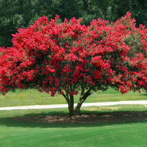 25 Red Dynamite Crepe Myrtle Tree Seeds