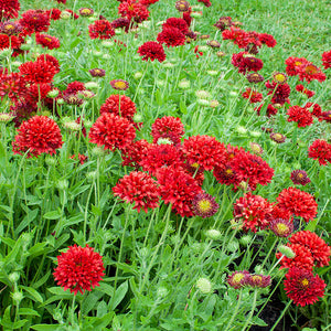 50 "Sundance" Red Gaillardia Flower Seeds
