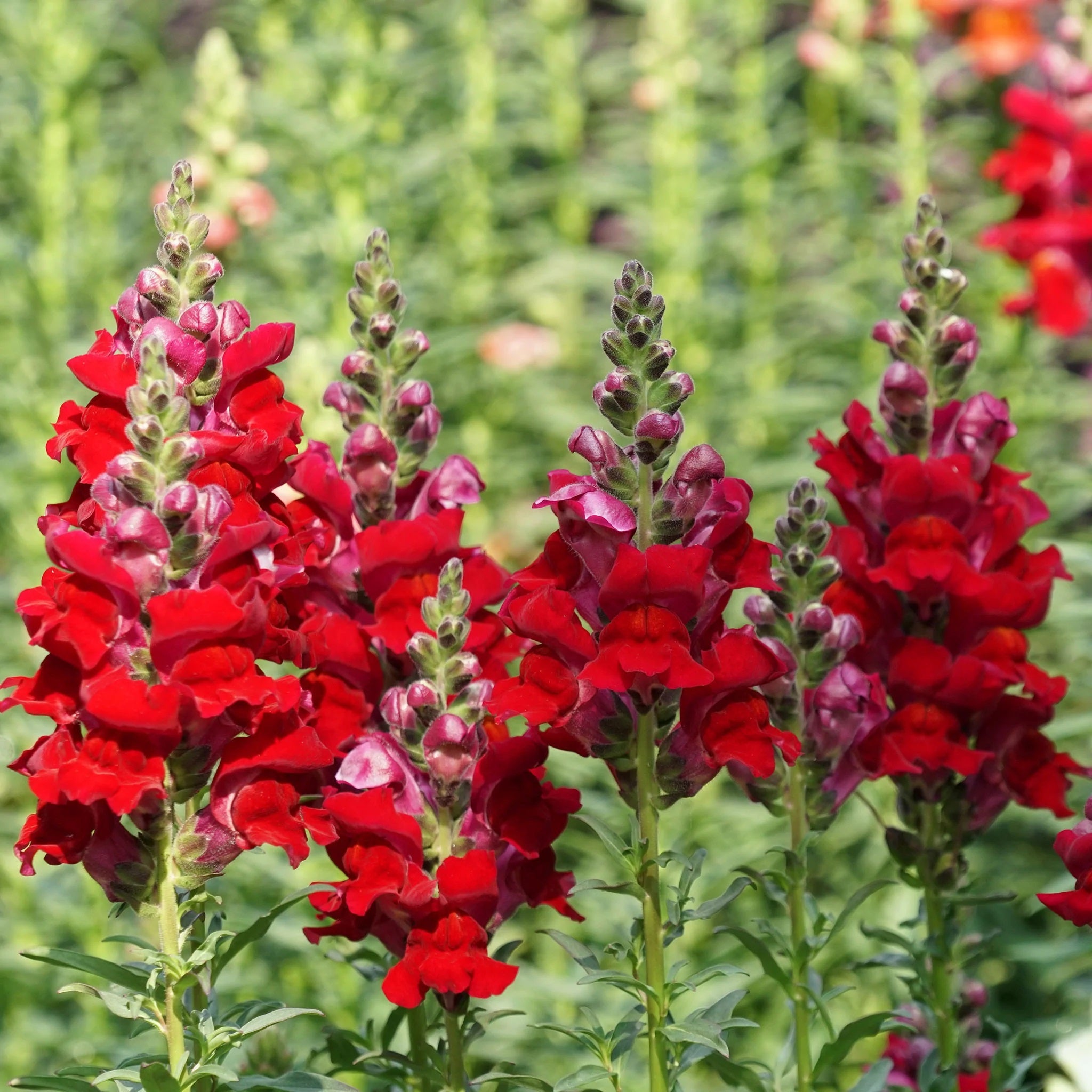 Red Snapdragon Flowers