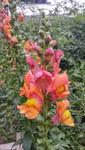 Load image into Gallery viewer, 100 Rocket Mixed Color Snapdragon Flower Seeds
