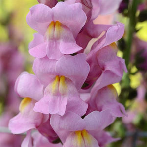 100 Rocket Orchid Snapdragon Flower Seeds