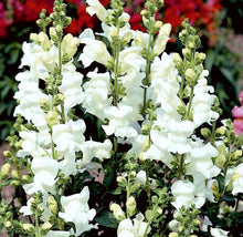 Load image into Gallery viewer, 100 Rocket White Snapdragon Flower Seeds
