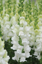 Load image into Gallery viewer, 100 Rocket White Snapdragon Flower Seeds
