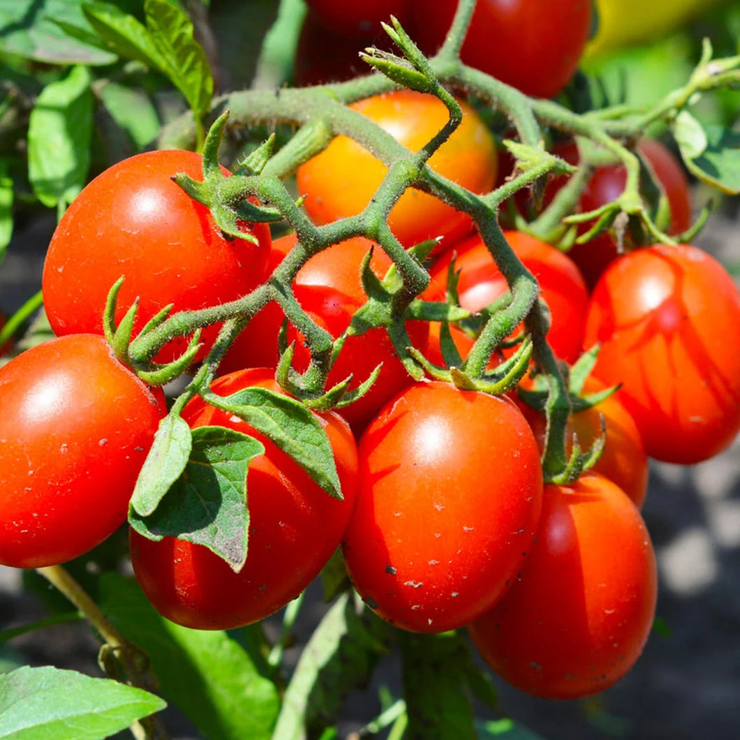 planting roma tomato seeds 30 Organic Italian Roma Tomato Vegetable Seeds