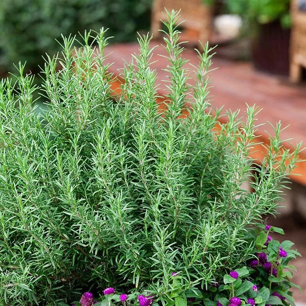 10 Organic Rosemary Herb Seeds