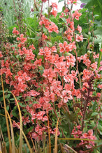 Load image into Gallery viewer, 100 Salmon Clarkia Flower Seeds
