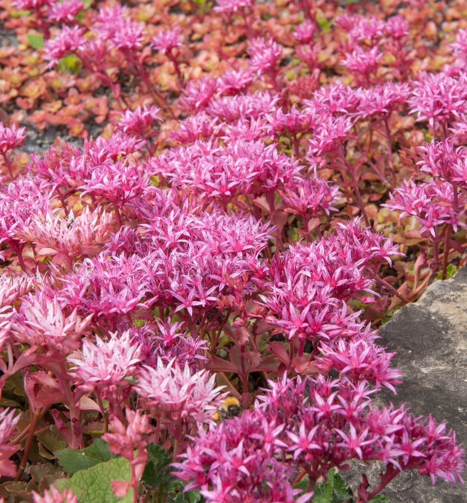 pink sedum succulent 100 Purple Carpet Sedum Succulent Seeds