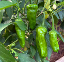 Load image into Gallery viewer, 20 Organic Shishito Pepper Vegetable Seeds
