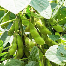 Load image into Gallery viewer, 20 Organic Edamame Soybean Vegetable Seeds
