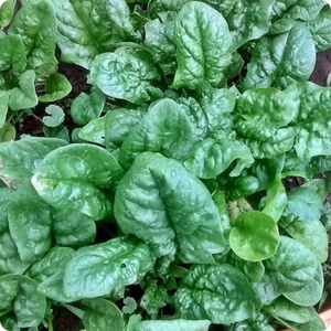 100 Organic Bloomsdale Spinach Vegetable Seeds